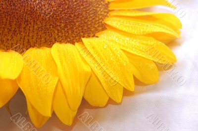 sunflower petals closeup