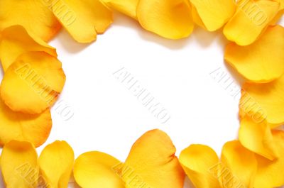 Blank white gift card on a bed of yellow rose petals
