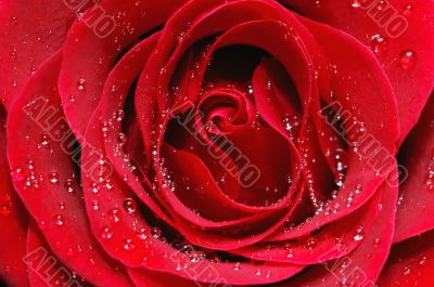 Macro image of red rose