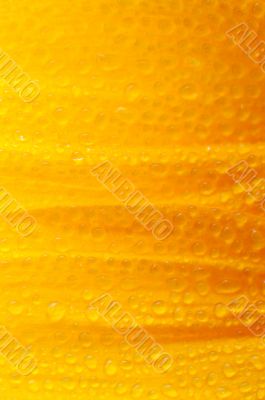 sunflower petals closeup