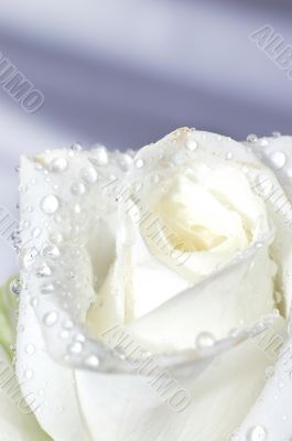 Macro image of a white rose