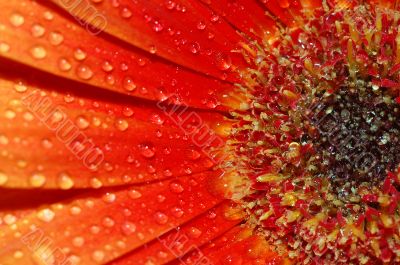 beautiful sunflower petals closeup