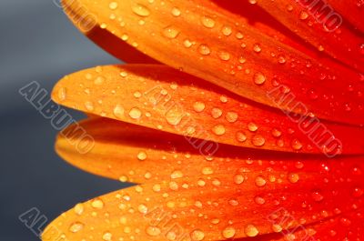 macro of a gerber daisy