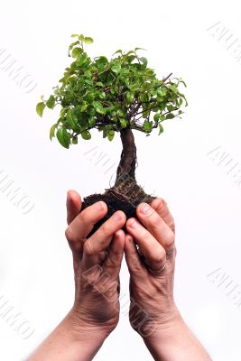 Hands holding a Bonsai tree