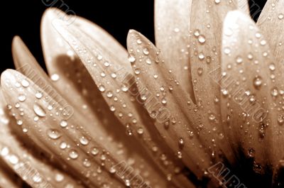 beautiful sunflower petals