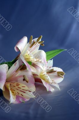beautiful exotic lily