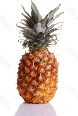 pineapple