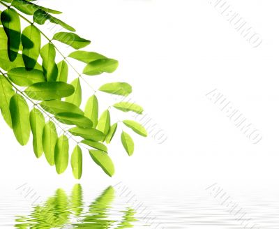 green leaves reflecting in the water
