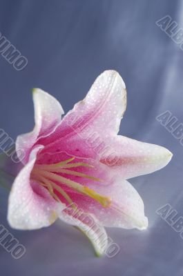 beautiful exotic lily