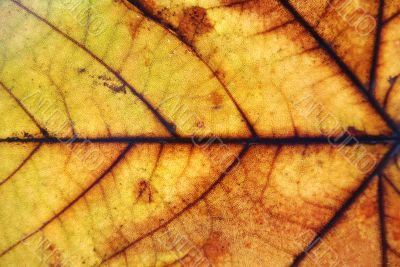 Autumn leaf