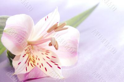 beautiful exotic lilly