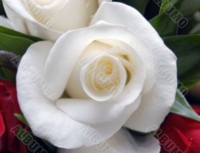 white rose