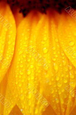 beautiful sunflower petals closeup