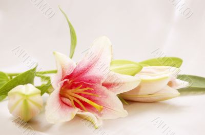 beautiful exotic lilly