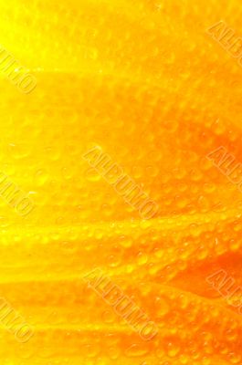 beautiful sunflower petals closeup