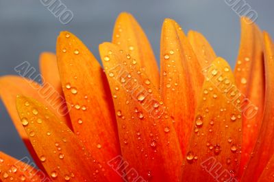 beautiful sunflower petals