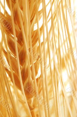  golden grain ears