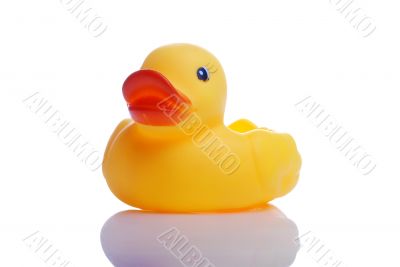 rubber duck