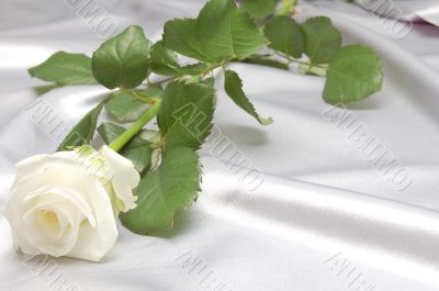  white rose