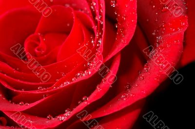 red rose with water droplets