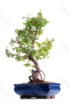 Bonsai tree