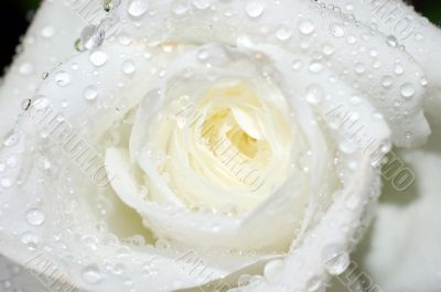 Macro image of a white rose