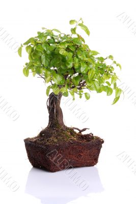 Bonsai tree