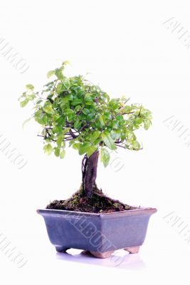 Bonsai tree