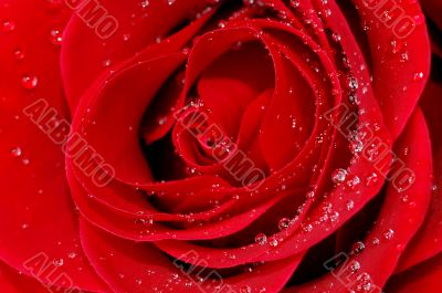 red rose with water droplets