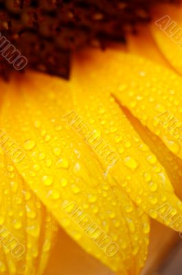 beautiful sunflower petals closeup