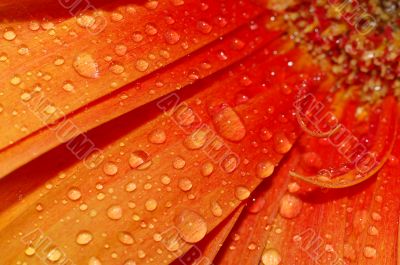 beautiful sunflower petals