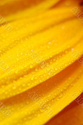 beautiful sunflower petals closeup