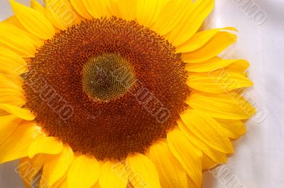 beautiful sunflower