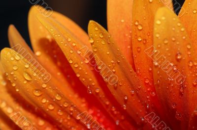 beautiful sunflower petals closeup