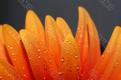 beautiful sunflower petals closeup