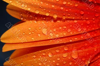 beautiful sunflower petals
