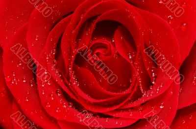  red rose