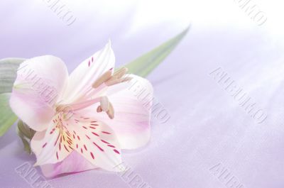 beautiful exotic lilly