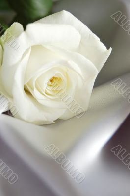 white rose