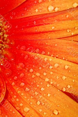 beautiful sunflower petals closeup