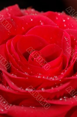 Macro image of red rose