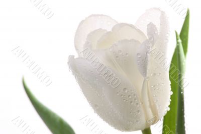White tulips.