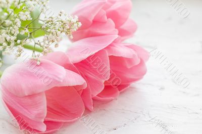 Pink tulips