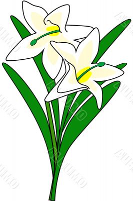 Lily Vector