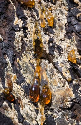 Rosin