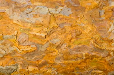 Pine bark