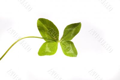 Shamrock