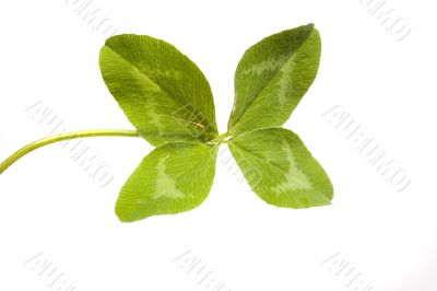 Shamrock
