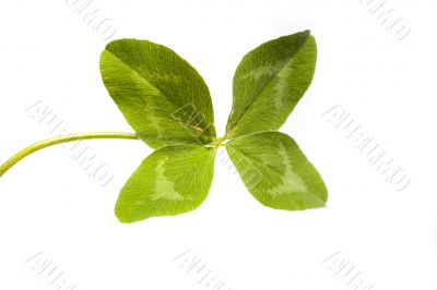 Shamrock