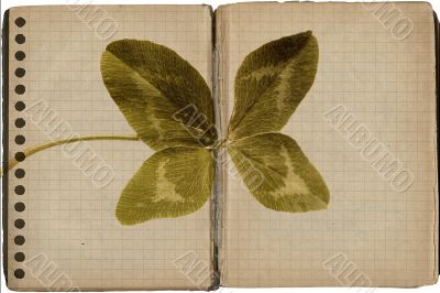 Shamrock